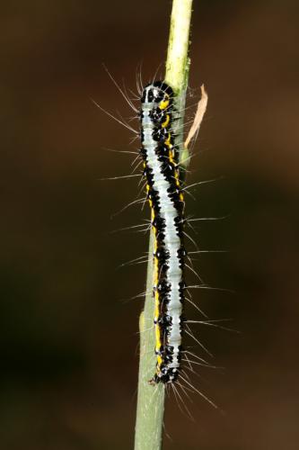 Uresiphita gilvata