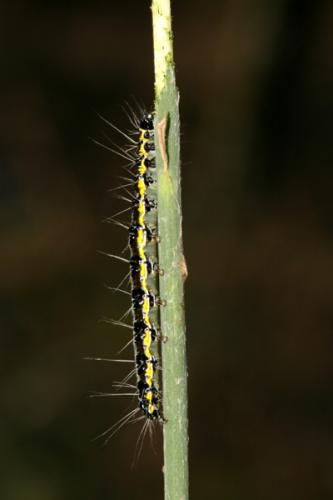 Uresiphita gilvata