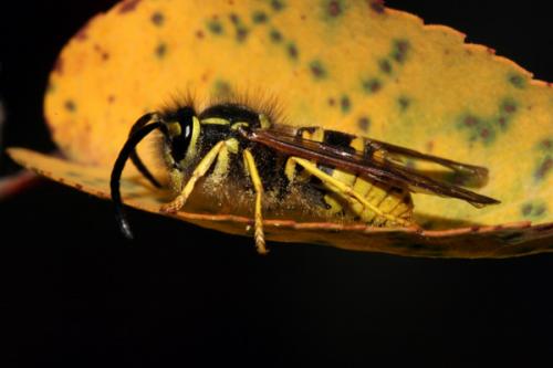Vespula germanica