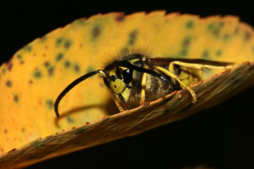 Vespula germanica