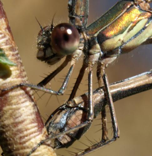 Chalcolestes viridis