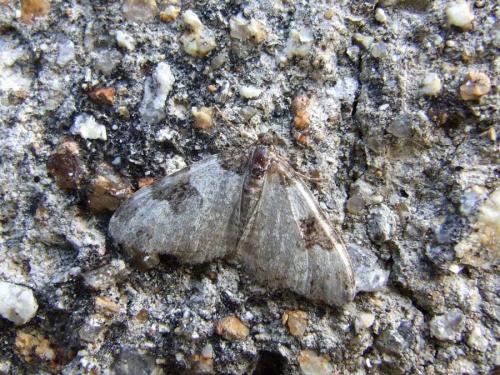 Xanthorhoe fluctuata