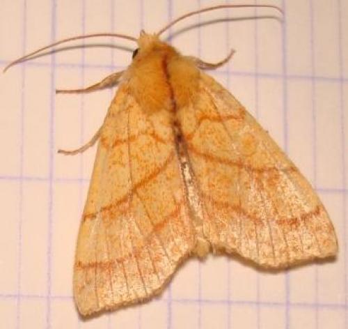 Tiliacea citrago