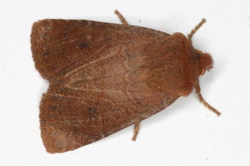 Réf. 25 237 : Conistra sp.