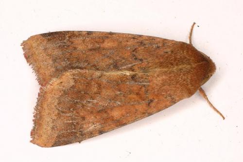 Réf. 25 239 : Helicoverpa armigera
