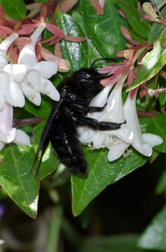 Xylocopa sp.