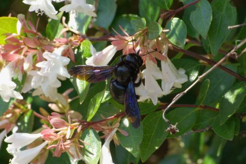 Xylocopa sp.
