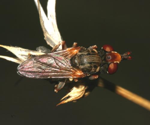 Zodion kroeberi