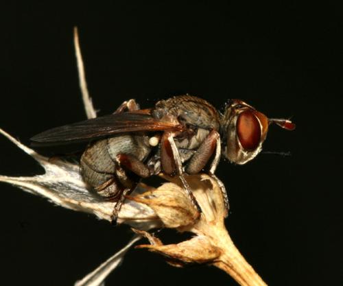 Zodion kroeberi