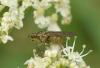 25581 – Photo : jean-claude bernard – France (29)
