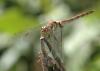 Sympetrum striolatum