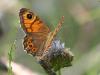 25940 – Photo : Arthropa - Benoit Martha – France (07)