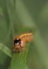 25245 – Photo : microbe – France (62)