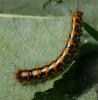 25728 – Photo : Pelouard – France (72)