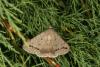 Clytie illunaris