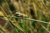 25906 – Photo : Didier DRUART – France (52)