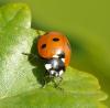 Coccinella septempunctata