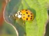 Harmonia axyridis