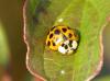 Harmonia axyridis