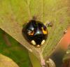 Harmonia axyridis