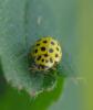 Psyllobora vigintiduopunctata
