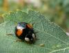 Harmonia axyridis