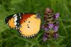 25235 – Photo : Daniel Morel – France (34)