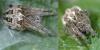 Larinioides cornutus