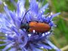 25234 – Photo : Vincent Lefebvre – France (48)