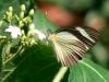 25379 – Photo : Alexandre Vinot – Guyane française
