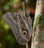 25378 – Photo : Alexandre Vinot – Guyane française