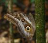 25377 – Photo : Alexandre Vinot – Guyane française