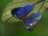 25204 – Photo : Alexandre Vinot – Guyane française