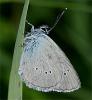 25890 – Photo : Pelouard – France (74)