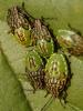 Elasmucha grisea grisea