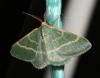 25430 – Photo : Nicolas Tobak – France (83)