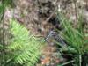 25988 – Photo : Cyril Courtial – France (64)