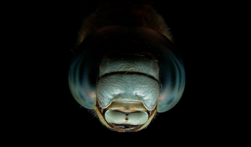 bobgaia - Aeshna affinis - réf. 25041 (1000 x 585 pixels, 56 ko)