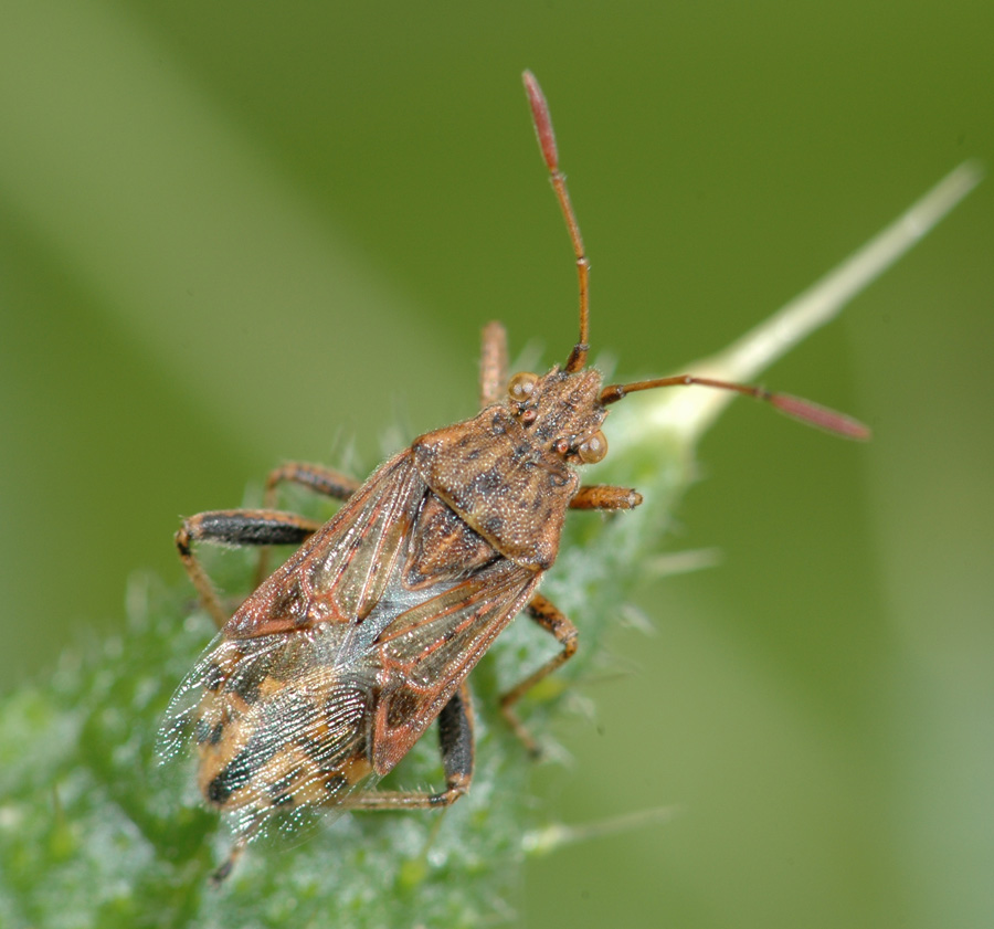 Pierre OGER - Stictopleurus sp. - réf. 25821 (900 x 841 pixels, 201 ko)
