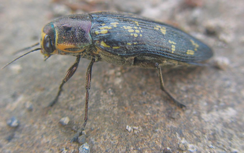 Sylvain RONDI - Buprestis (Buprestis) bertheloti - réf. 25009 (1024 x 646 pixels, 85 ko)