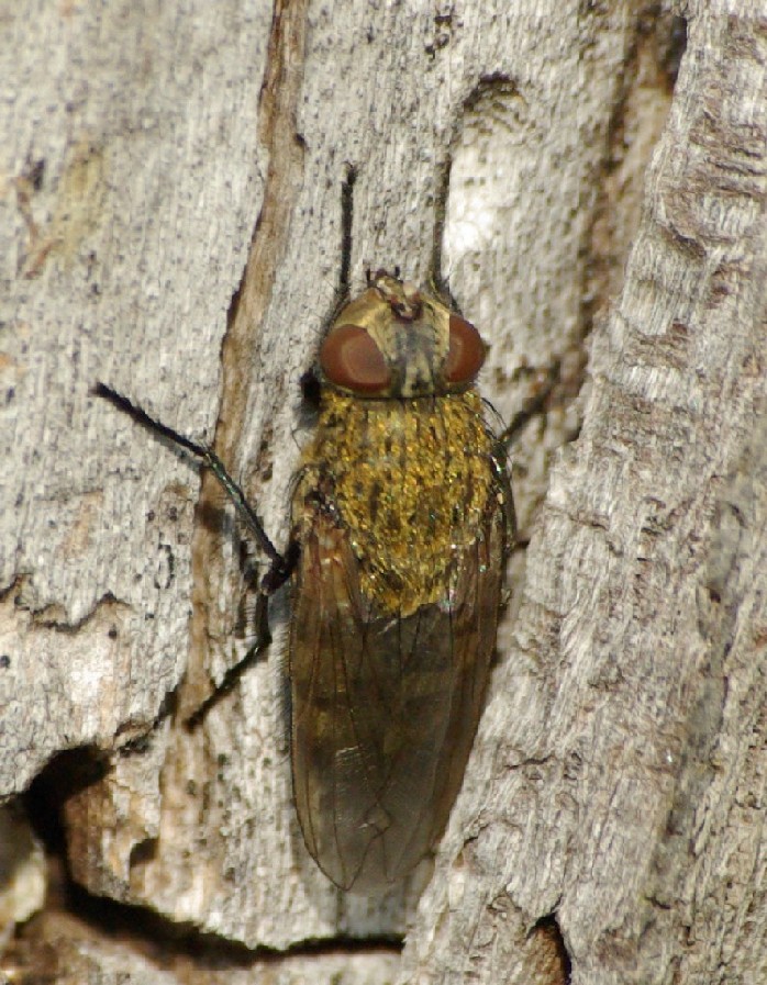 Michel Ehrhardt - Pollenia sp. - réf. 25902 (698 x 897 pixels, 201 ko)