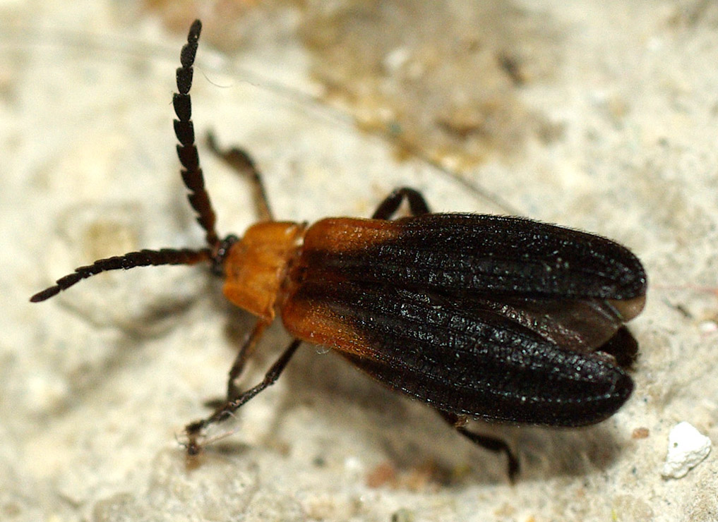 Michel Gyment - Calopteron sp. - réf. 25787 (1017 x 740 pixels, 212 ko)