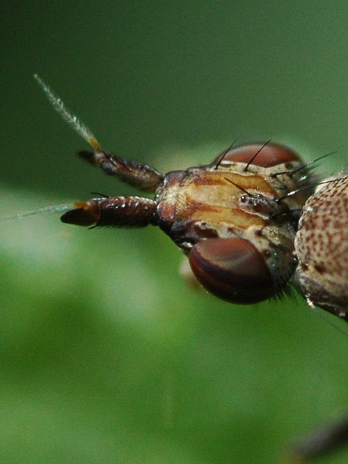 chriscraft - Euthycera cribrata - réf. 25270 (500 x 666 pixels, 109 ko)