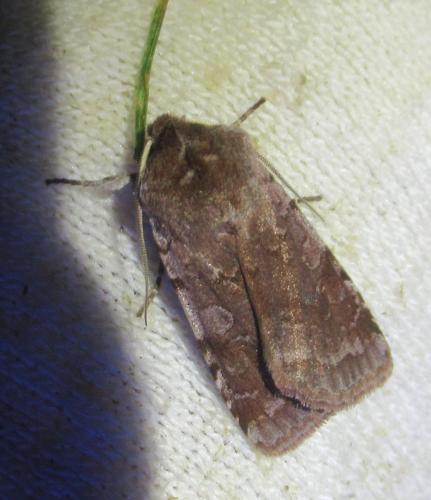 Réf. 250 842 : Cerastis rubricosa
