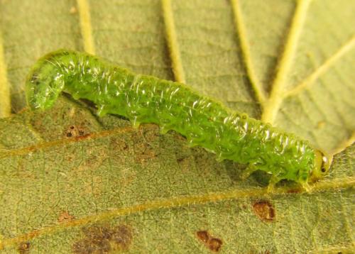 Réf. 250 674 : Euura viridissima