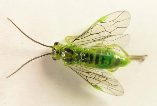 Réf. 250 678 : Euura viridissima