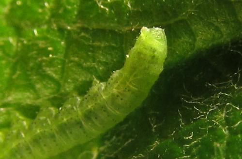 Euura sp.