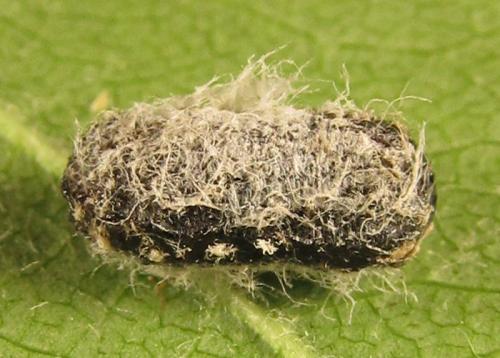 Réf. 250 897 : Euura sp.