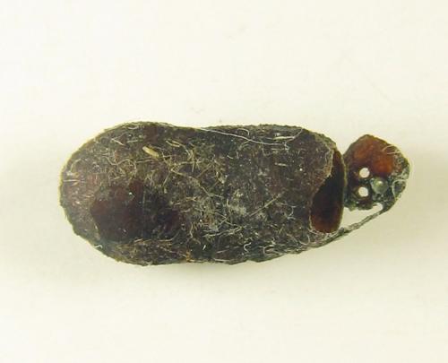 Réf. 250 898 : Euura sp.