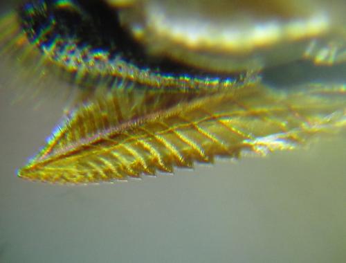 Pristiphora maesta